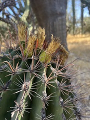 Ferocactus townsendianus