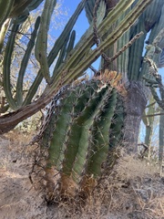 Ferocactus townsendianus