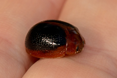 Dicranosterna immaculata