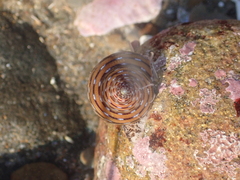 Calliostoma tricolor