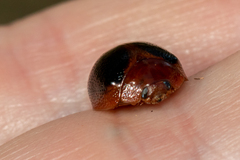 Dicranosterna immaculata