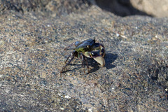 Pachygrapsus socius