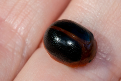 Dicranosterna immaculata