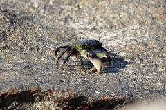 Pachygrapsus socius