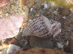 Acanthinucella punctulata