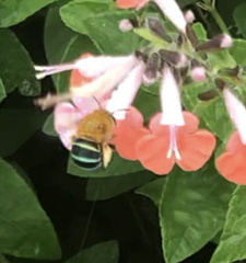 Amegilla cingulata