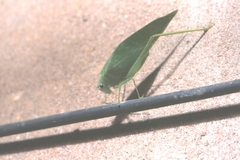 Philophyllia guttulata