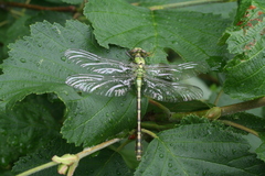Ophiogomphus obscurus