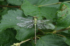 Ophiogomphus obscurus