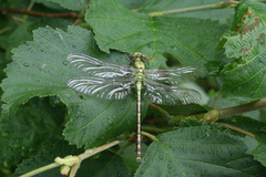 Ophiogomphus obscurus
