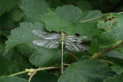 Ophiogomphus obscurus