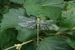 Ophiogomphus obscurus