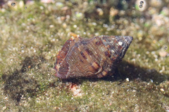 Stramonita biserialis