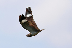 Chordeiles nacunda