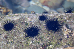 Echinometra vanbrunti