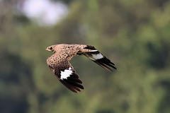 Chordeiles nacunda