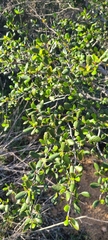 Cercocarpus minutiflorus