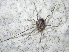 Oligolophus hanseni