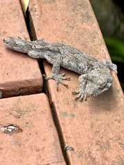 Mokopirirakau granulatus