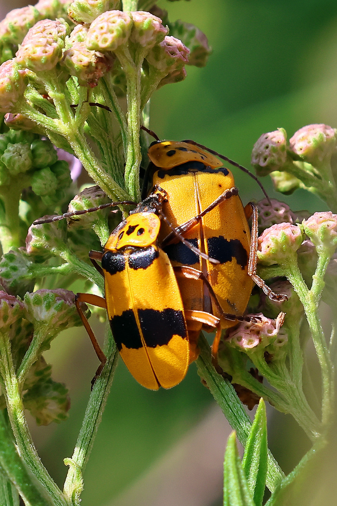 Chauliognathus transversalis