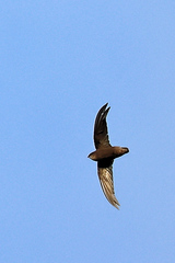 Chaetura meridionalis