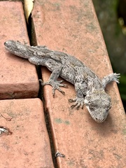 Mokopirirakau granulatus