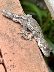 Mokopirirakau granulatus