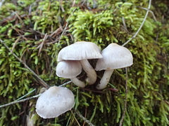 Inocybe lilacina