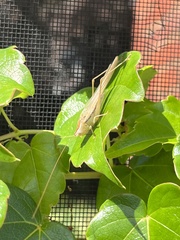 Conocephalus albescens