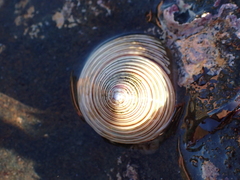 Calliostoma canaliculatum