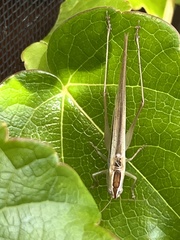 Conocephalus albescens