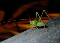 Leptophyes punctatissima