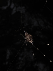 Gasteracantha sauteri