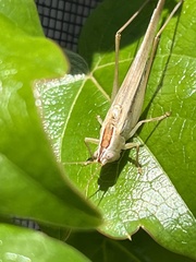 Conocephalus albescens