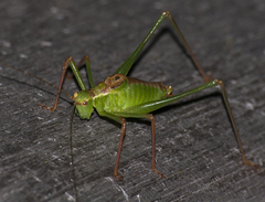Leptophyes punctatissima