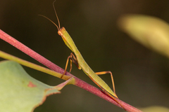 Orthodera