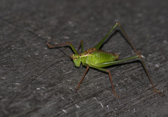 Leptophyes punctatissima
