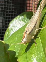 Conocephalus albescens