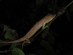 Pseudocalotes microlepis