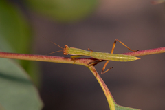Orthodera