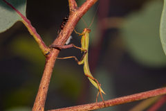 Orthodera