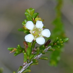 Baeckea brevifolia
