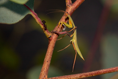 Orthodera