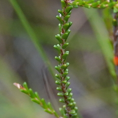 Baeckea brevifolia