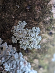 Physcia millegrana