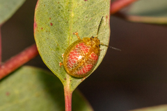 Paropsisterna fastidiosa