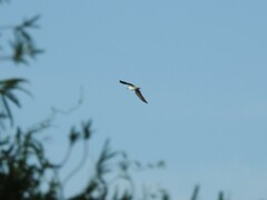 Chroicocephalus cirrocephalus