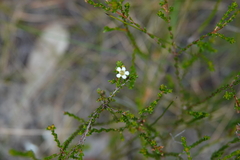 Baeckea brevifolia