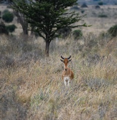 Alcelaphus buselaphus cokii