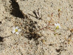 Linanthus inyoensis